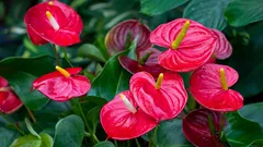 Hur man sköter en anthurium så att den blommar kontinuerligt: ljus, fuktighet och gödning utan undantag